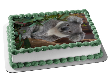 Koala Bear Trees Leaves Edible Cake Topper Image ABPID10082 Discount